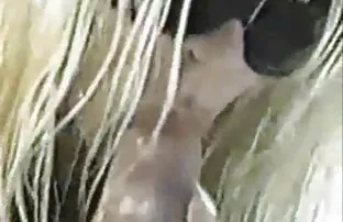 از دانلود بازی سکسی کم حجم جلو, نوجوان, خود ارضایی با انگشتان دست و کیر مصنوعی
